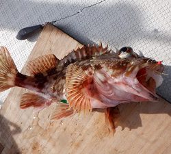 遊漁船 幸友丸 釣果