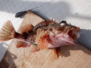 遊漁船 幸友丸 釣果