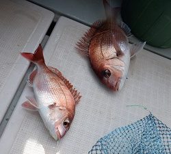 遊漁船 幸友丸 釣果