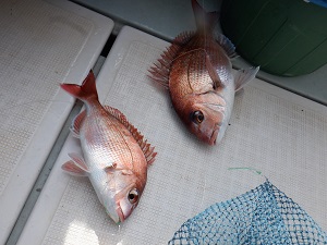 遊漁船 幸友丸 釣果