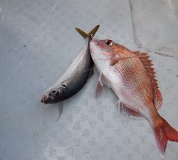 遊漁船 幸友丸 釣果