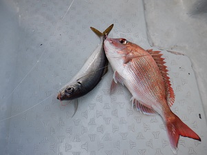 遊漁船 幸友丸 釣果