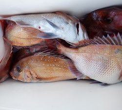 遊漁船 幸友丸 釣果