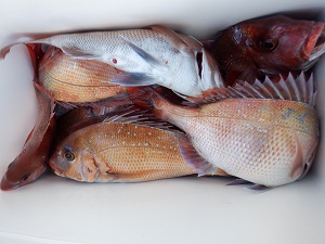 遊漁船 幸友丸 釣果