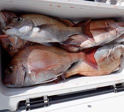 遊漁船 幸友丸 釣果