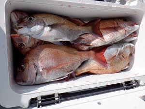 遊漁船 幸友丸 釣果