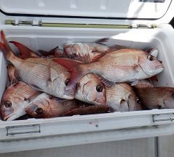 遊漁船 幸友丸 釣果