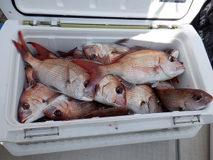 遊漁船 幸友丸 釣果