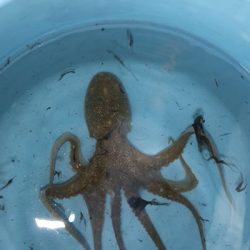 松本釣船２ 釣果