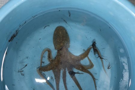 松本釣船２ 釣果