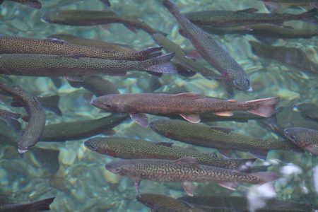 小菅トラウトガーデン 釣果