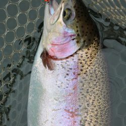 小菅トラウトガーデン 釣果