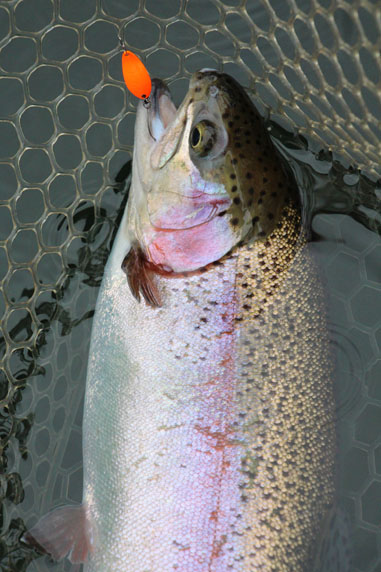 小菅トラウトガーデン 釣果