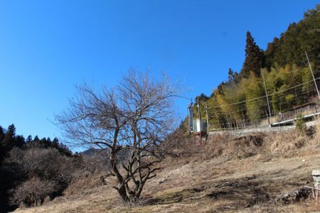 小菅トラウトガーデン 釣果