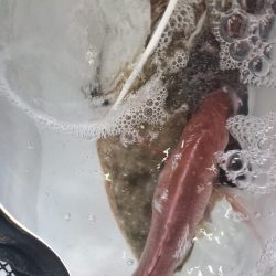 ブルーピア 釣果