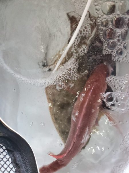 ブルーピア 釣果