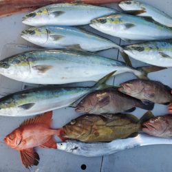 ブルーピア 釣果