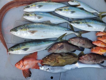 ブルーピア 釣果