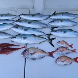 フィッシングボートACE(エース) 釣果