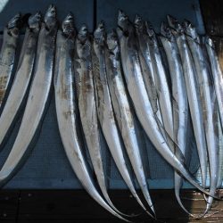 十八宝洋丸 釣果