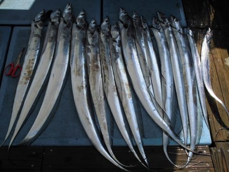 十八宝洋丸 釣果