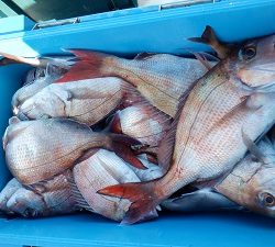 遊漁船 幸友丸 釣果