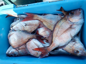 遊漁船 幸友丸 釣果