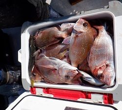 遊漁船 幸友丸 釣果