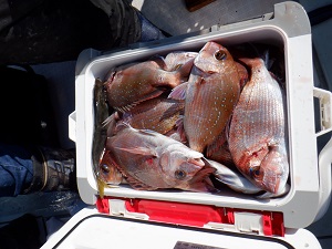 遊漁船 幸友丸 釣果
