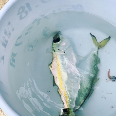 本部釣りイカダ 釣果