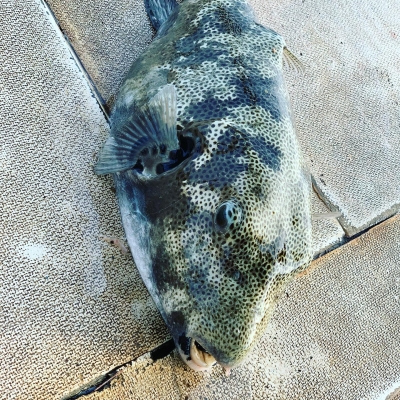 本部釣りイカダ 釣果