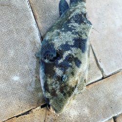 本部釣りイカダ 釣果