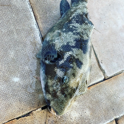 本部釣りイカダ 釣果