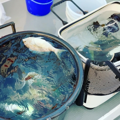 本部釣りイカダ 釣果