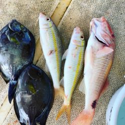 本部釣りイカダ 釣果