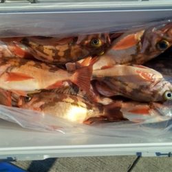 モンロー号 釣果