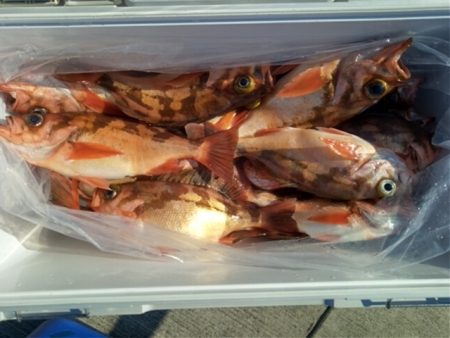 モンロー号 釣果