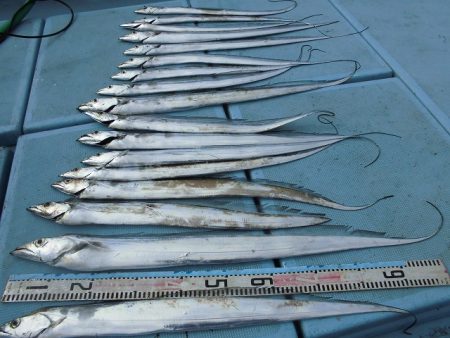 十八宝洋丸 釣果