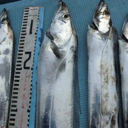 十八宝洋丸 釣果