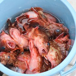 松本釣船２ 釣果