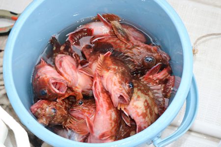 松本釣船２ 釣果