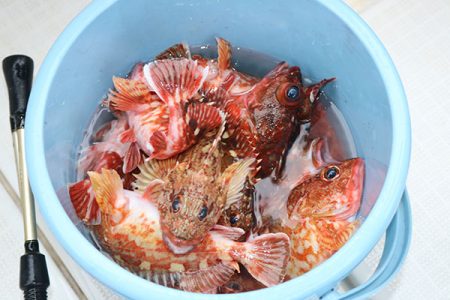 松本釣船２ 釣果