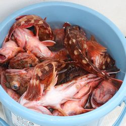 松本釣船２ 釣果