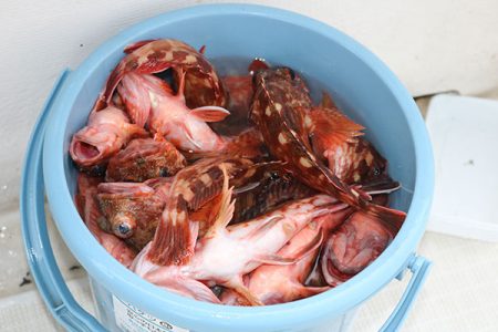 松本釣船２ 釣果