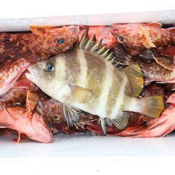 松本釣船２ 釣果