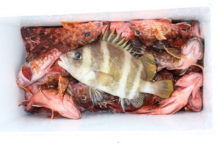 松本釣船２ 釣果