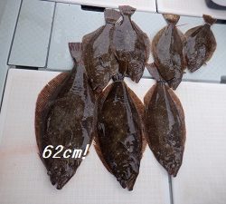 遊漁船 幸友丸 釣果