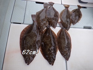 遊漁船 幸友丸 釣果