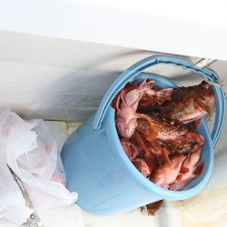 松本釣船２ 釣果