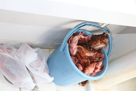 松本釣船２ 釣果